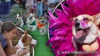 Schattig: tientallen corgi’s doen verschillende races tijdens corgi-event