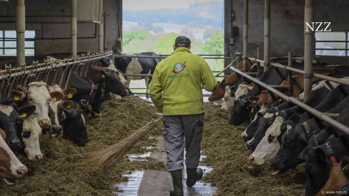 Die Dürre zwingt Bio-Bauern zu einer radikalen Massnahme: Ihre Kühe dürfen jetzt auch Nicht-Bio-Futter fressen