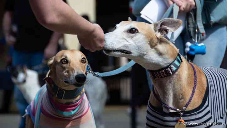 Congreso debatirá prohibición de carrera de galgos: "Qué actividades económicas existen alrededor?