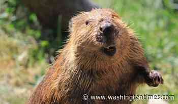 10-year-old girl attacked by beaver at Maryland's Seneca Creek State Park