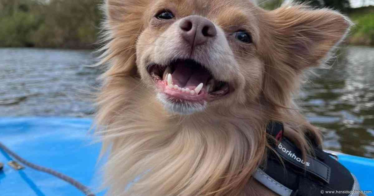 Man sentenced after shaking small dog to death in West Lothian