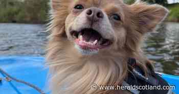 Man sentenced after shaking small dog to death in West Lothian