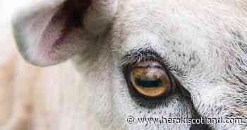 Bluetongue detected on third farm in South West Scotland