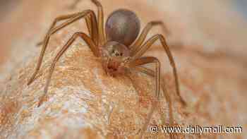 How to survive America's most dangerous spider: They're spreading across US - and you often don't feel them until a wound gapes open and your urine turns black. Here's where they hide in homes... and what you must do immediately after a bite
