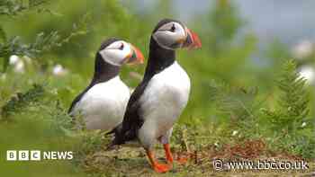 Baby puffins make uninhabited island their new home