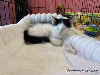 Huntington Humane Society, Fuller Plants host kitten adoption event