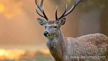 Deer antlers hold secret to healing broken limbs, say scientists
