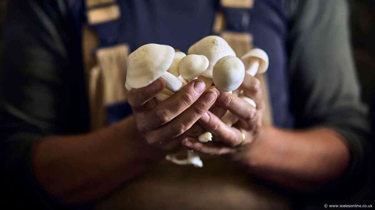 Mushrooms are 'ridiculously flavourful' if you swap butter for healthier option