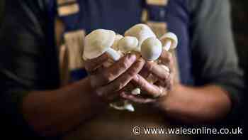 Mushrooms are 'ridiculously flavourful' if you swap butter for healthier option
