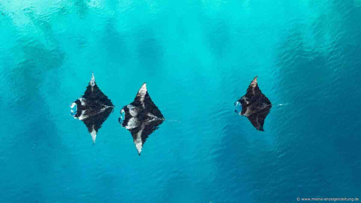 Manta, Manta: Zu den Riesenrochen im Baa-Atoll
