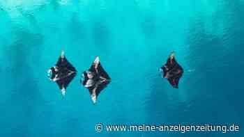 Manta, Manta: Zu den Riesenrochen im Baa-Atoll