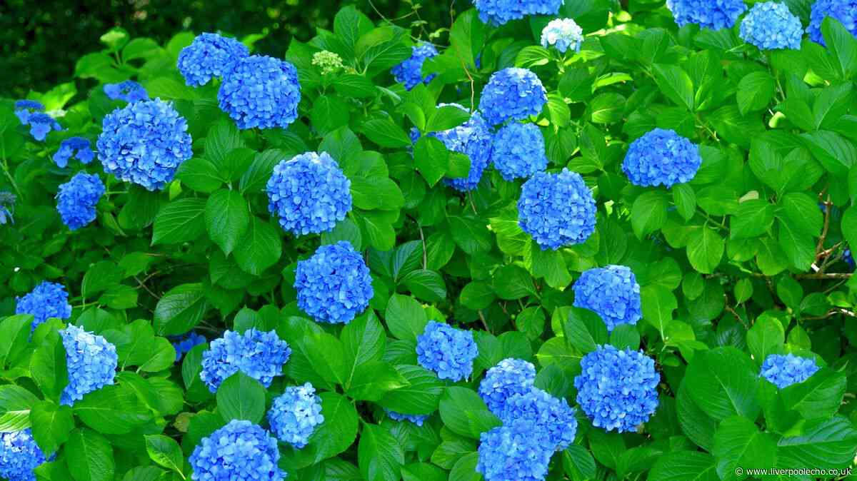 Hydrangeas will be healthier if watered with 1 simple item before September arrives