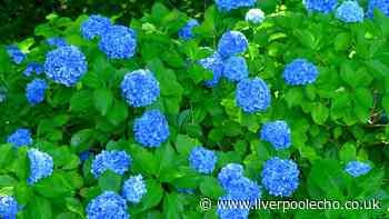 Hydrangeas will be healthier if watered with 1 simple item before September arrives