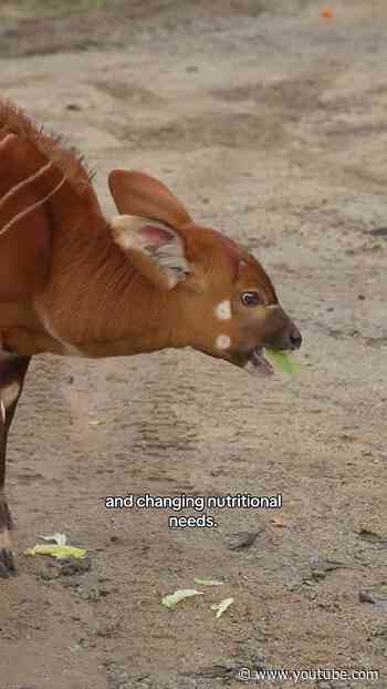 Baby Bongo Care