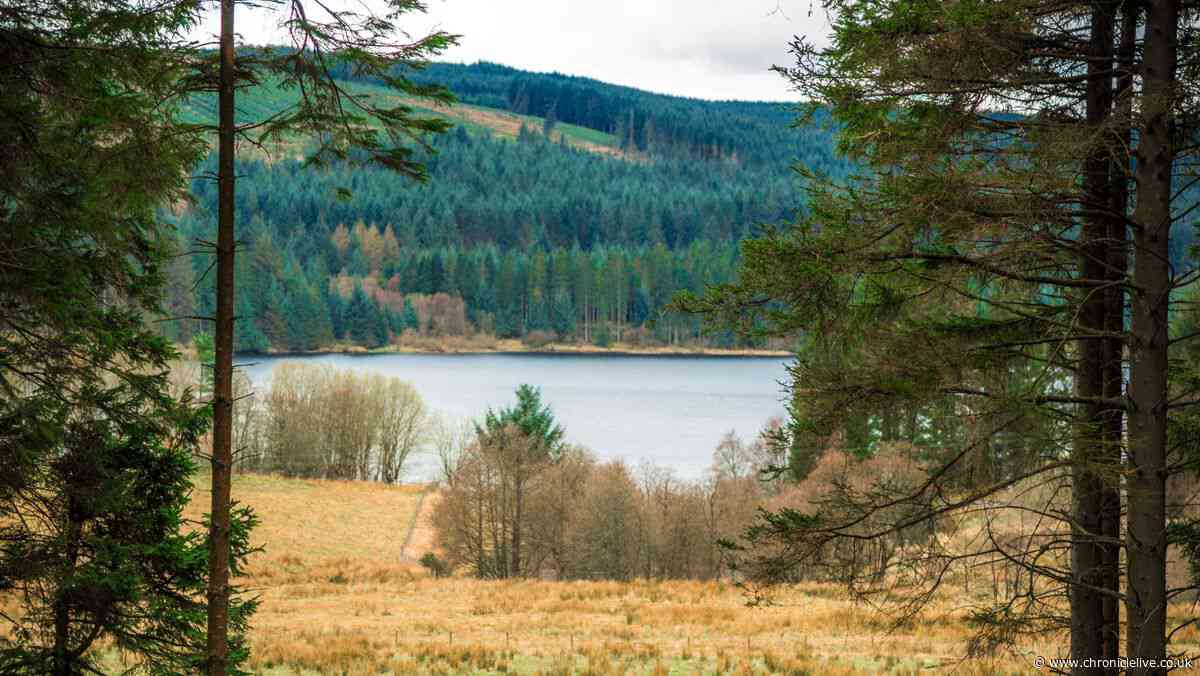 UK's largest man-made lake has enchanting forest under 2 hours from Newcastle