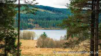 UK's largest man-made lake has enchanting forest under 2 hours from Newcastle