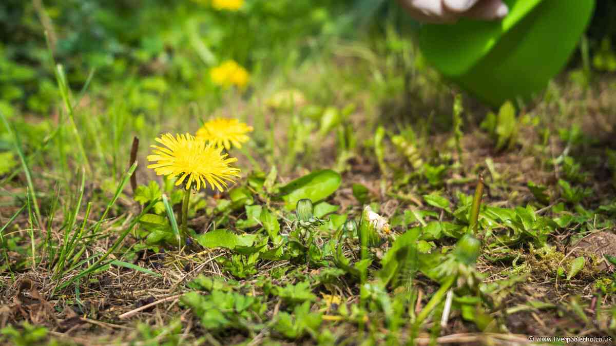 Stop using weed killer when gardener’s 1 natural item removes weeds better