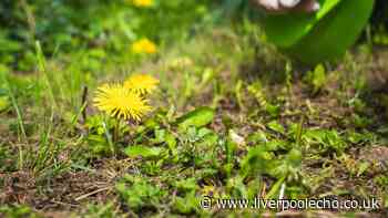 Stop using weed killer when gardener’s 1 natural item removes weeds better