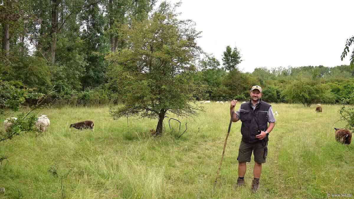 Protestschweine und „mähende“ Landschaftspflege im Schutzgebiet: Alltag für einen Herringer