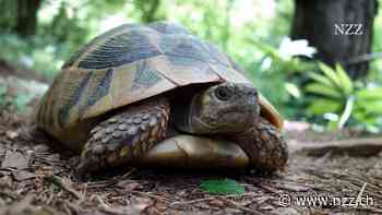 Manager verlangen mehr Resilienz von ihren Mitarbeitern. Doch Menschen sind weder Schildkröten