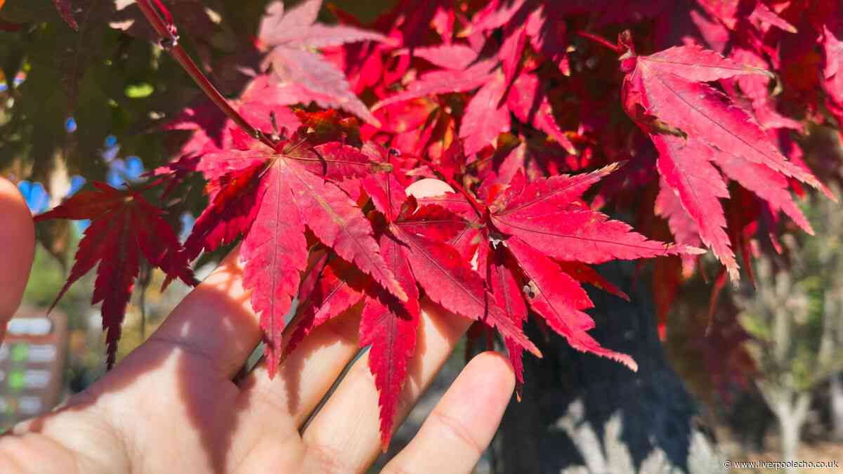 Japanese maples will be healthier in hot weather if you put 1 natural item over them