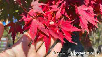Japanese maples will be healthier in hot weather if you put 1 natural item over them