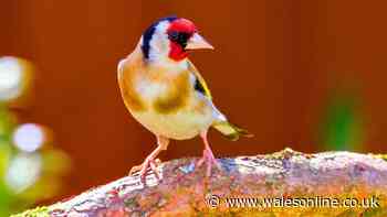 Goldfinches will return to your garden again and again if you grow common flower they love