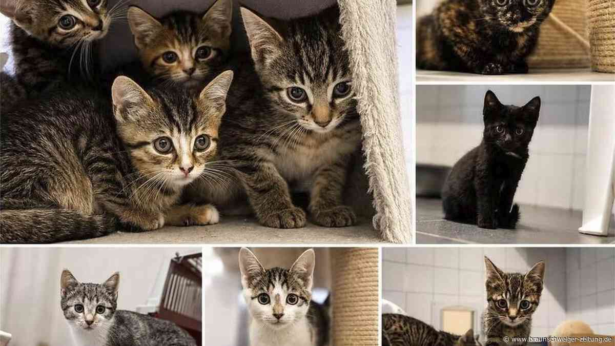 „Eine der schwersten Zeiten“: Kitten-Drama im Tierheim Salzgitter