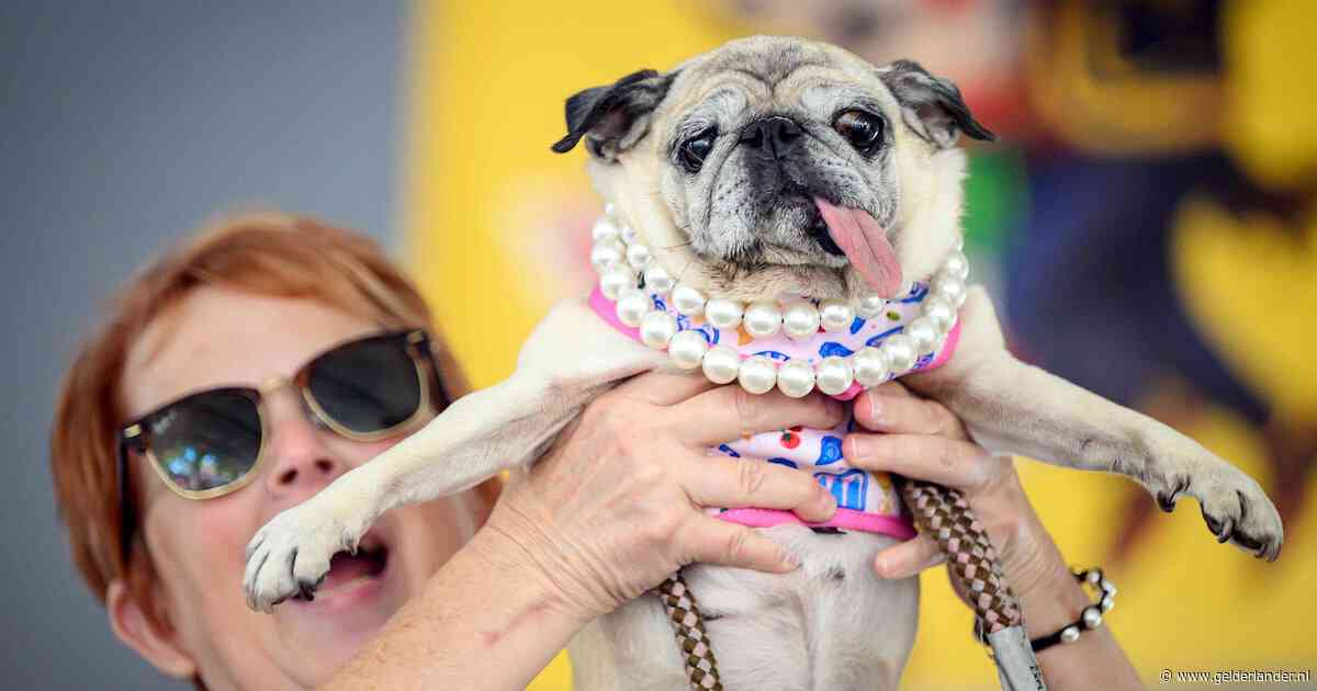 Jinny Lu is ’s werelds lelijkste hond, vorig jaar werd gered mopshondje nog tweede