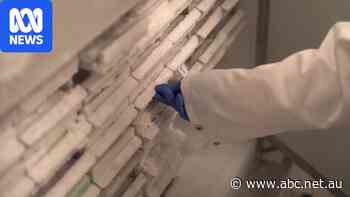 Space Food: Investigating how to grow food in space