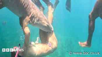 The influencers getting bitten while chasing the perfect shark shot