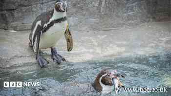 Cornish sardines back on menu for penguins