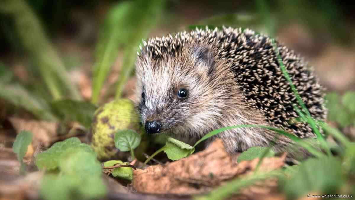 Attract hedgehogs to your garden with 2 household items this summer