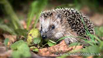 Attract hedgehogs to your garden with 2 household items this summer