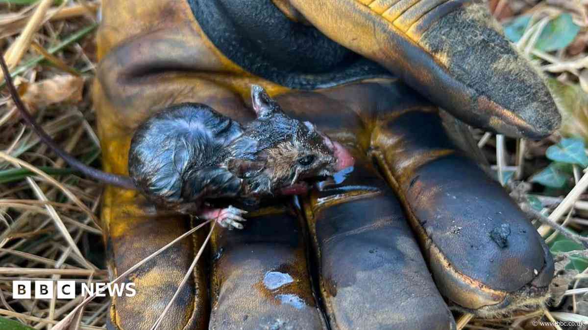Miraculous field mouse saved from fire, say crews