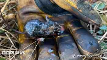 Miraculous field mouse saved from fire, say crews