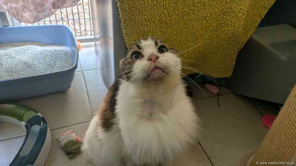 Pet owners issued warning after cat 'loses ears' due to hot weather