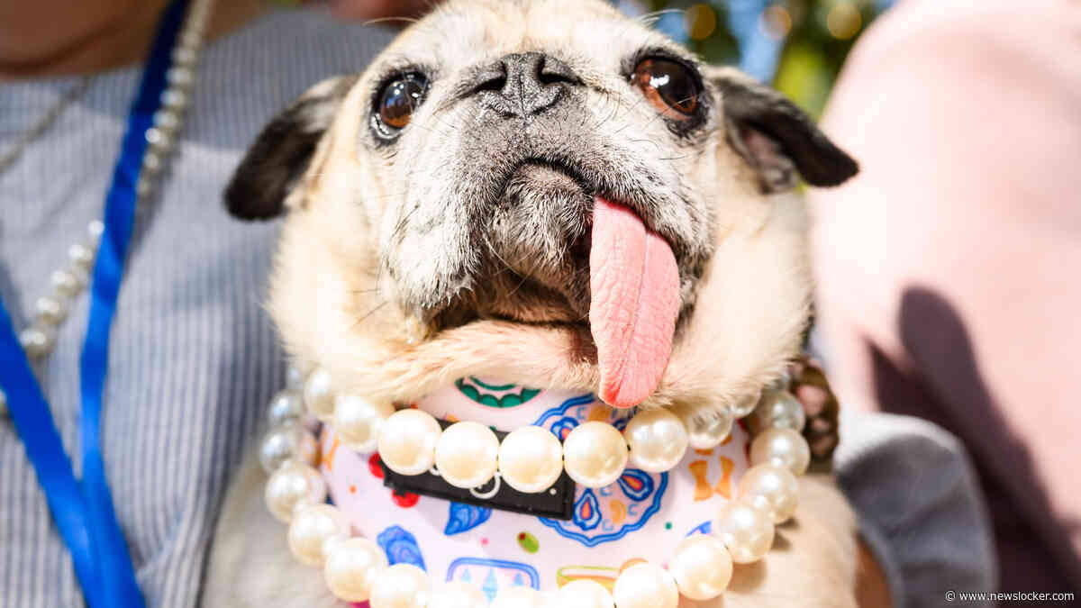 Mopshond Jinny Lu is de lelijkste hond ter wereld