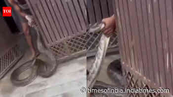 Giant python tries to enter Meerut house, man grabs the massive snake as villagers - watch video