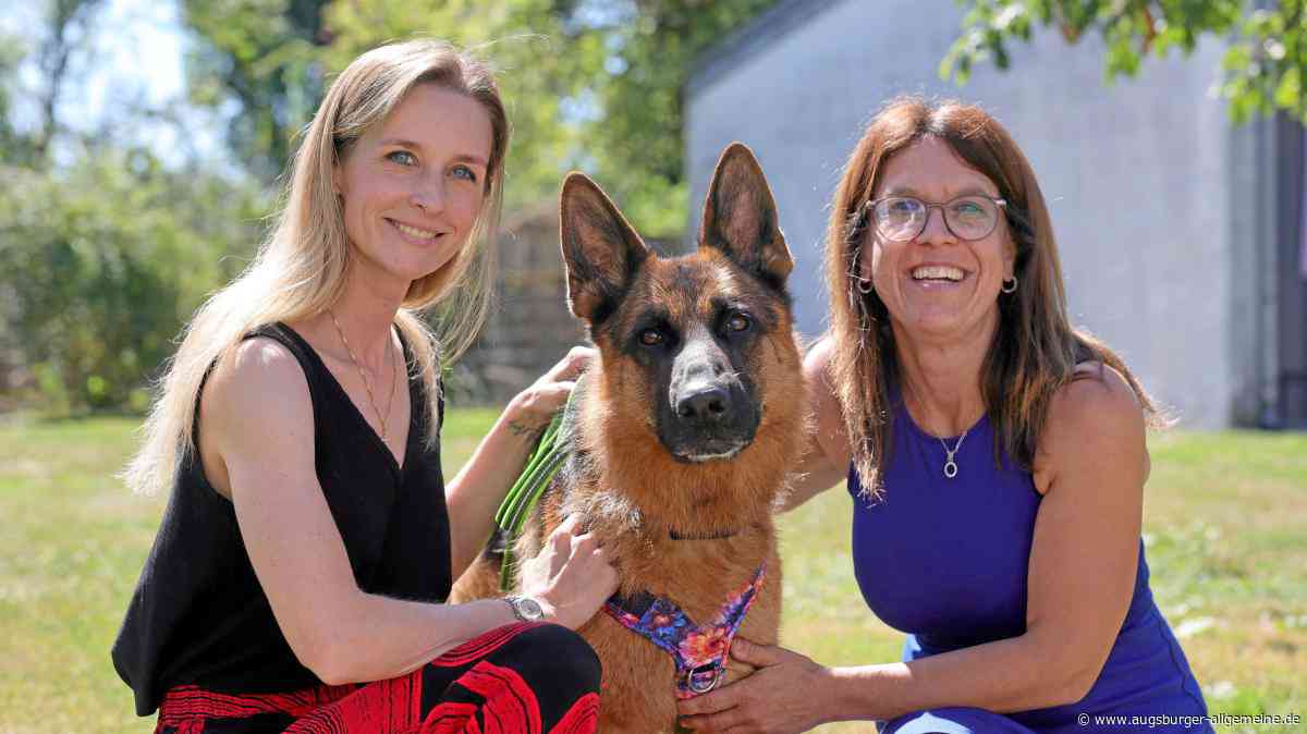 Er lebte lang in einem Keller: Wie aus dem „unvermittelbaren" Honey ein Traumhund wurde