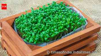 Micro gardening at home: A step-by-step beginner's guide