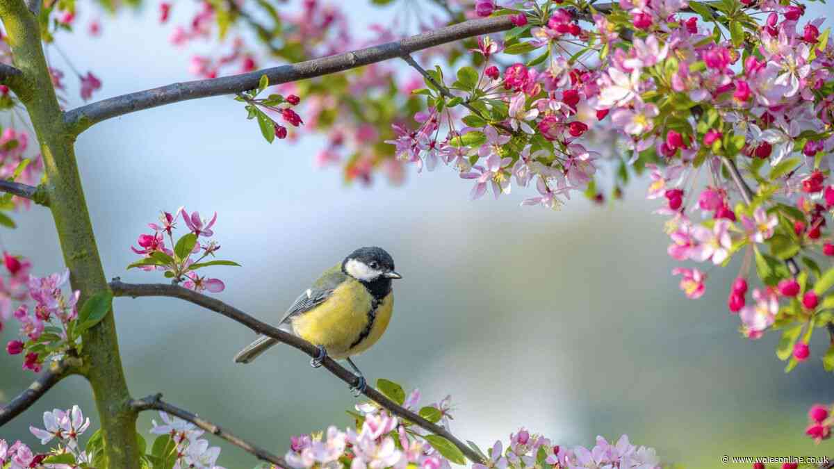 RSPB advice to protect blue tits from contagious diseases in two simple ways