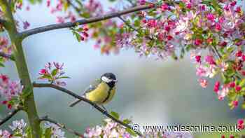 RSPB advice to protect blue tits from contagious diseases in two simple ways