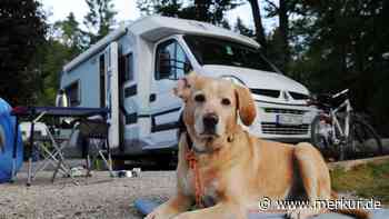 Mit Hund auf Achse: Die 10 beliebtesten Campingziele für Tierhalter in Deutschland