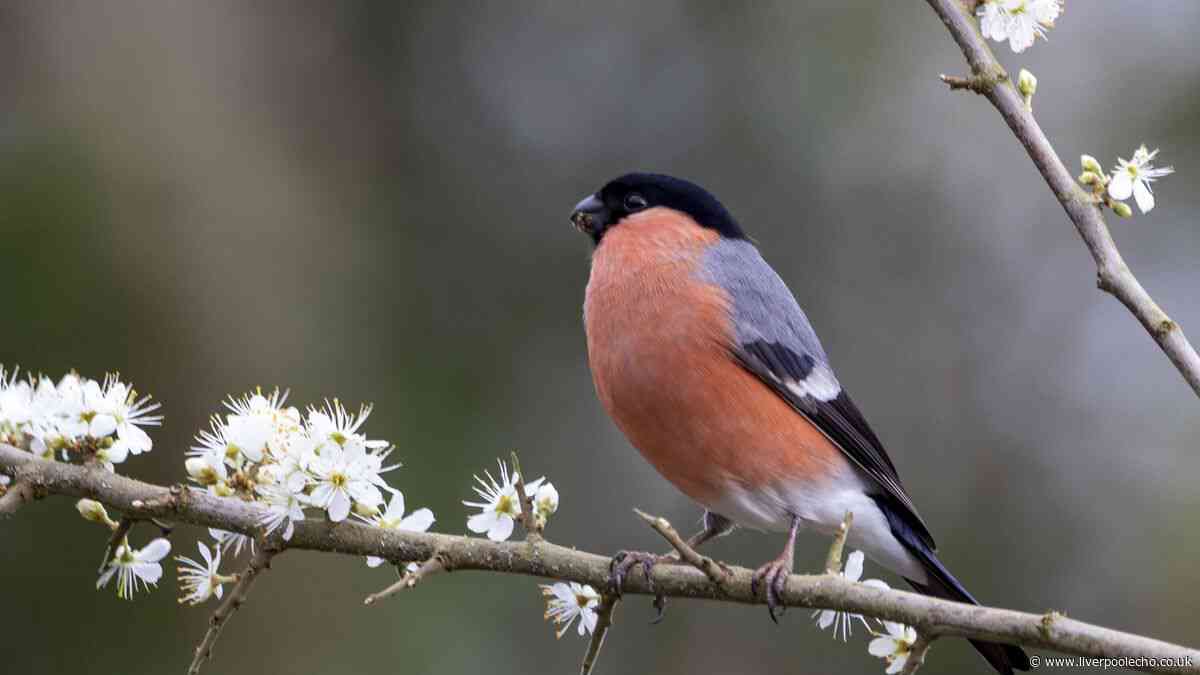 RSPB issues vital advice to protect birds in UK gardens from contagious disease