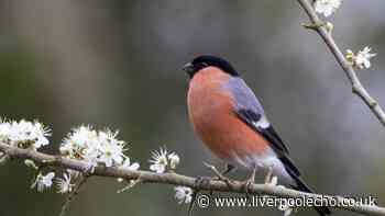 RSPB issues vital advice to protect birds in UK gardens from contagious disease