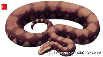 Vasuki Indicus Fossil Find: IIT Roorkee team identifies giant snake; larger than Titanoboa