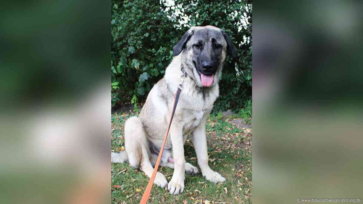 Kraftpaket und Rohdiamant: Kangal Tyson sucht in Braunschweig ein neues Zuhause