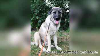 Kraftpaket und Rohdiamant: Kangal Tyson sucht in Braunschweig ein neues Zuhause