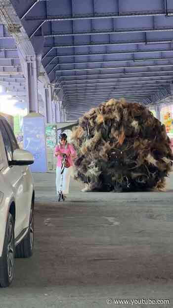 The streets of NYC are in a hairy situation